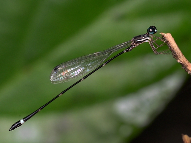 MIT-WPU Researchers make a breakthrough discovery of a new damselfly species in Southwestern Ghats of Kerala